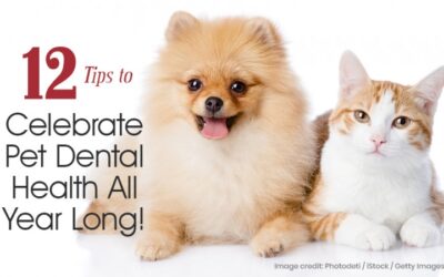 12 Tips to Celebrate Pet Dental Health All Year Long