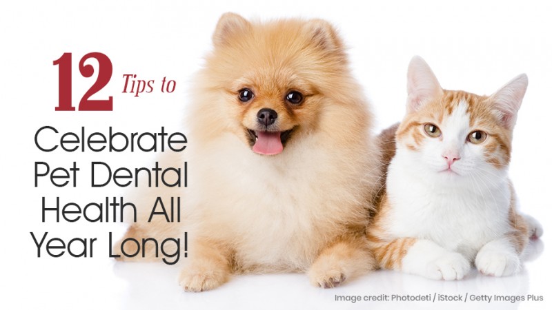 12 Tips to Celebrate Pet Dental Health All Year Long