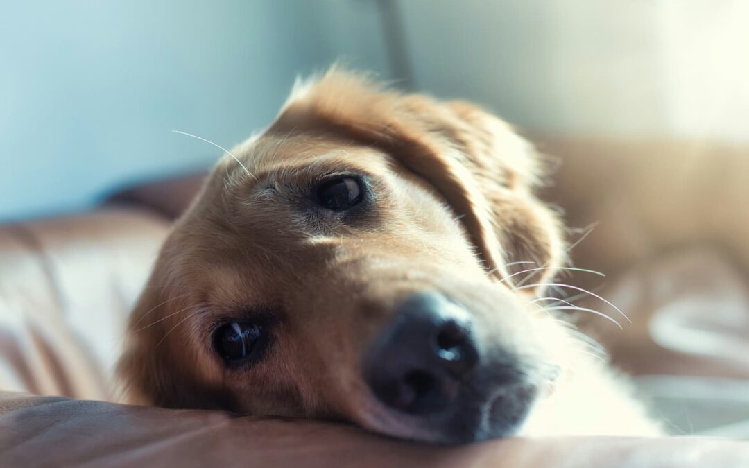 dog resting head